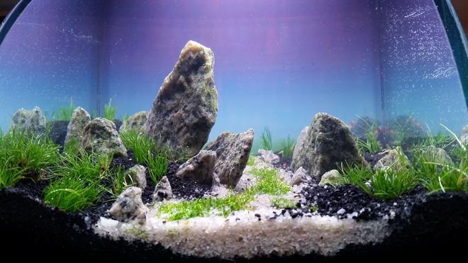 1 gallon planted tank (mostly live plants and fish) - 1 gallon dirted tank. Granite, dwarf hair, ricca, flourite black sand, silica sand.