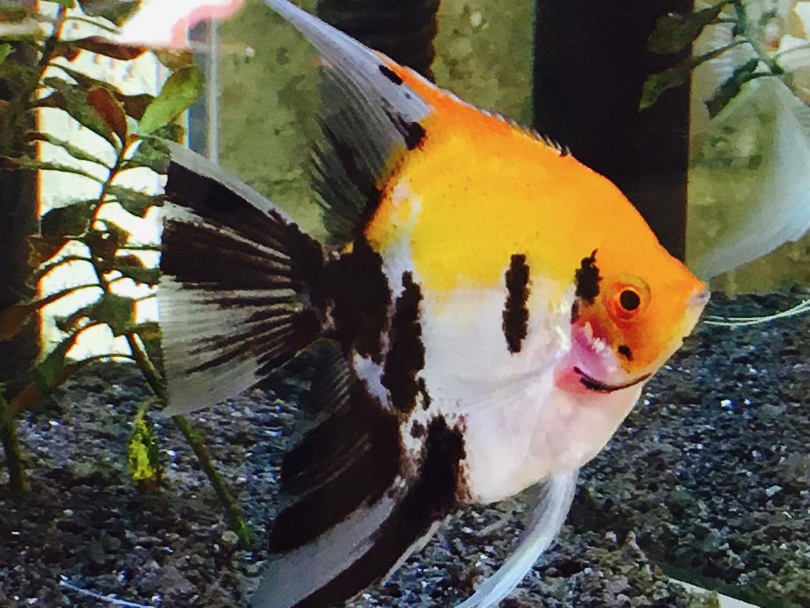 freshwater fish stocking in 34 gallons tank - My Beautiful Blushing Koi Angelfish, Samson, a nearly full grown male. (I think he is a male!)