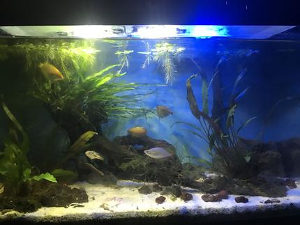 10 gallons planted tank (mostly live plants and fish) - Plants have grown and established themselves especially the narrow leaf java fern growing on top of the driftwood piece. Fish seem happy, the honey gouramis are displaying breeding behavior. Sorry I have no idea why the image came out darker than when I took it from my iPhone.