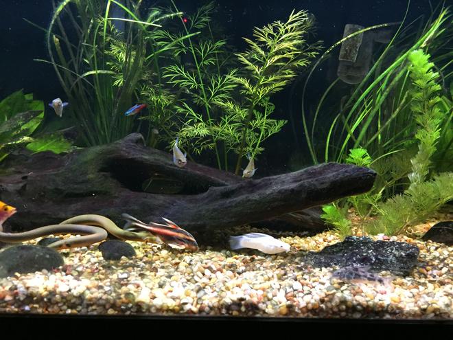 40 gallons planted tank (mostly live plants and fish) - 40 Gallon Planted