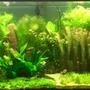 120 gallons planted tank (mostly live plants and fish) - New 120 gallon tank after 3 months