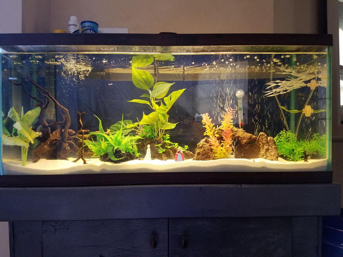 30 gallons freshwater fish tank (mostly fish and non-living decorations) - Our first aquarium. Currently homes a single Crown-tail Betta. Community take to come in future.