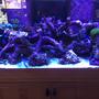 120 gallons reef tank (mostly live coral and fish) - 120 mixed reef