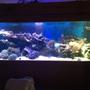 160 gallons reef tank (mostly live coral and fish) - My sps dominant reef tank 6x2x2 with 6x14x18 sump