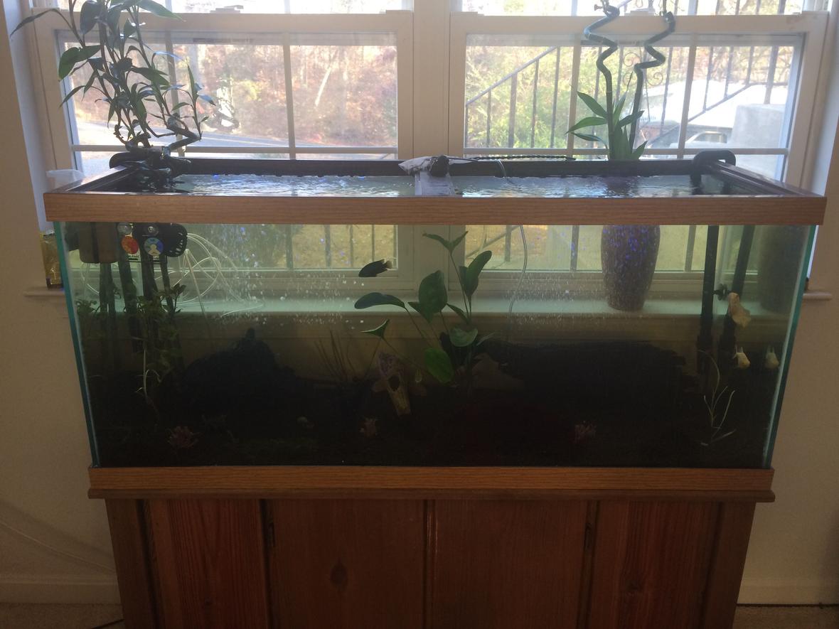 75 gallons planted tank (mostly live plants and fish) - My tank will the window hurt things
