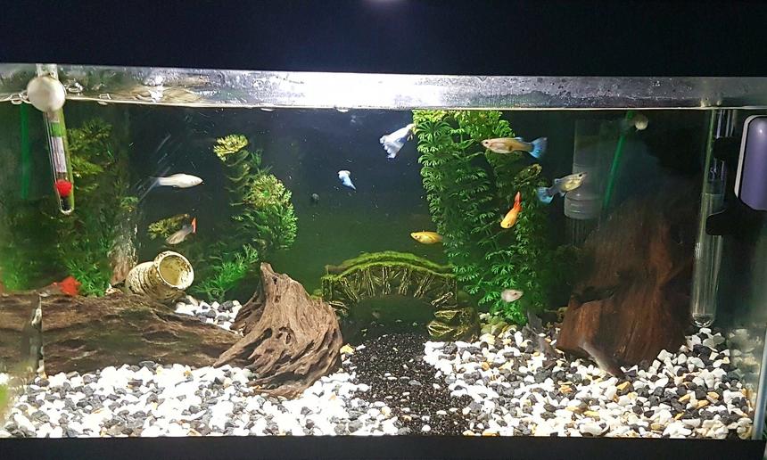 Rated #63: 47 Gallons Freshwater Fish Tank - tried to make my 54L/14.2G tank look pretty with some old plastic plants and some wood and a cool small Bridge. What do you think ?