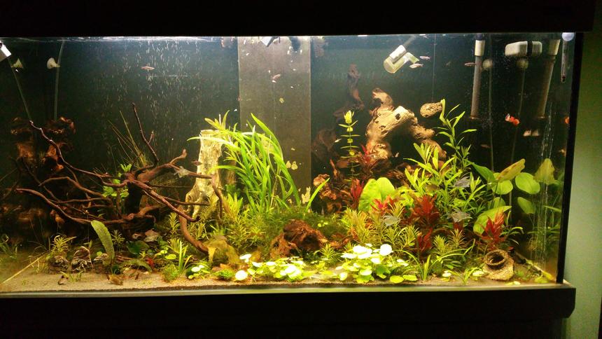 Rated #43: 13 Gallons Planted Tank - New project