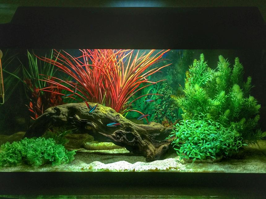 Rated #1: 14 Gallons Freshwater Fish Tank - First tank.  Set up for my boys, but I already have an unhealthy obsession....