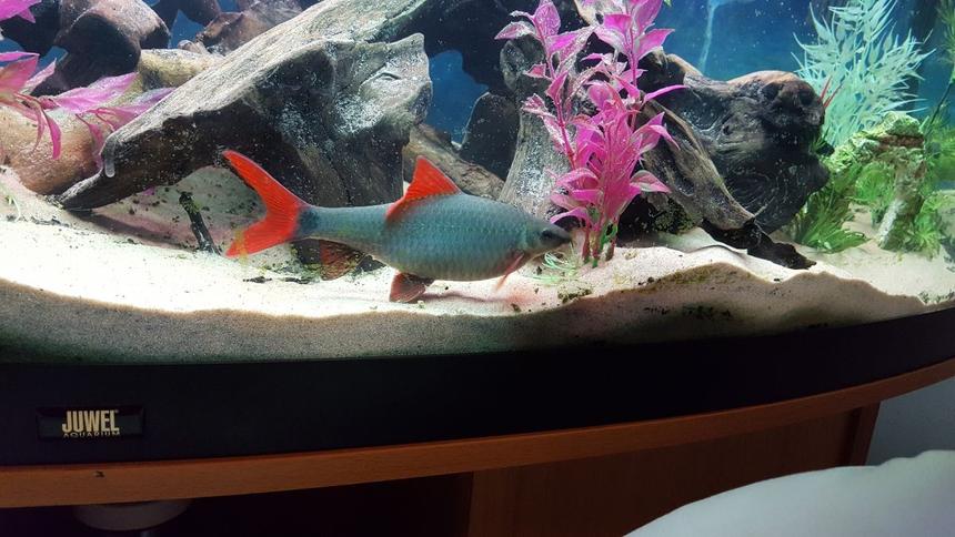 Rated #4: Freshwater Fish Stocking In 52 Gallons Tank - Ruby shark