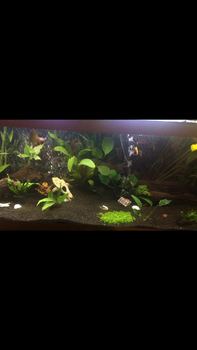75 gallons freshwater fish tank (mostly fish and non-living decorations) - Newest