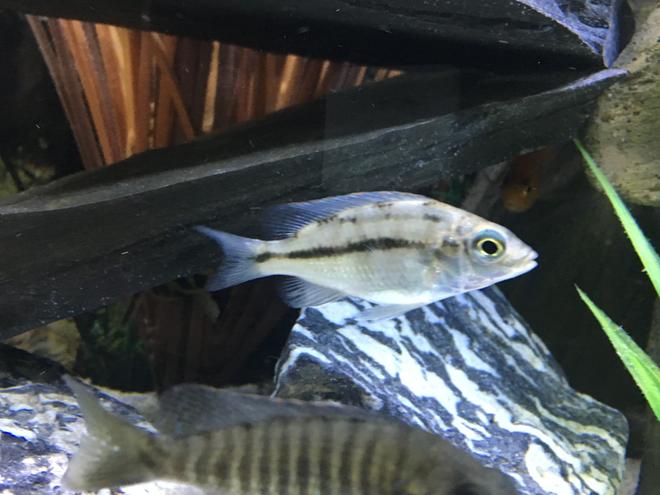 freshwater fish stocking in 45 gallons tank - Juvenile Red Empress 1-6-17