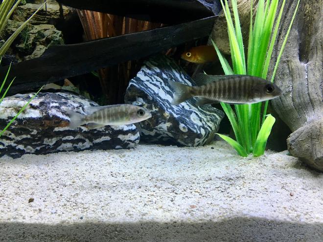 freshwater fish stocking in 45 gallons tank - Juvenile Peacock Cichlids - Swallwotail and ??? 1-6-17