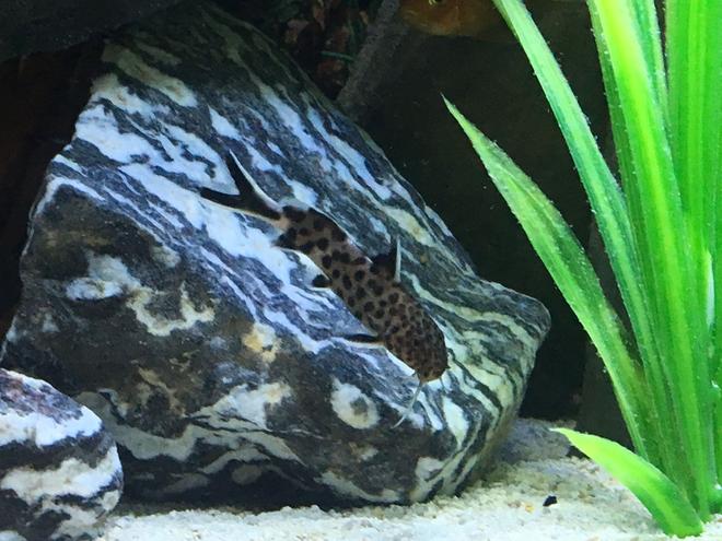 freshwater fish stocking in 45 gallons tank - Synodontis Polli 1-6-17