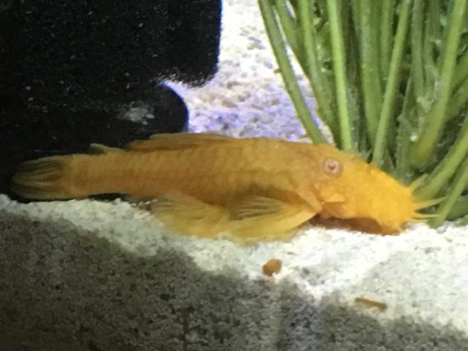 freshwater fish stocking in 45 gallons tank - Albino Bristlenose Place 1-6-17