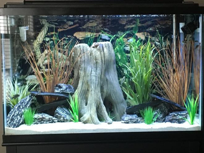 45 gallons freshwater fish tank (mostly fish and non-living decorations) - Freshwater Tank - Juvenile Cichlids