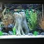 45 gallons freshwater fish tank (mostly fish and non-living decorations) - Freshwater Tank - Juvenile Cichlids