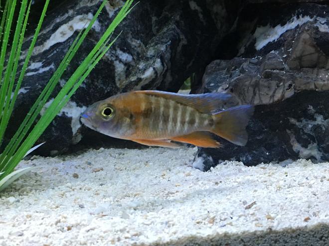 freshwater fish stocking in 45 gallons tank - Juvi. Jacobfriebergi 1-9