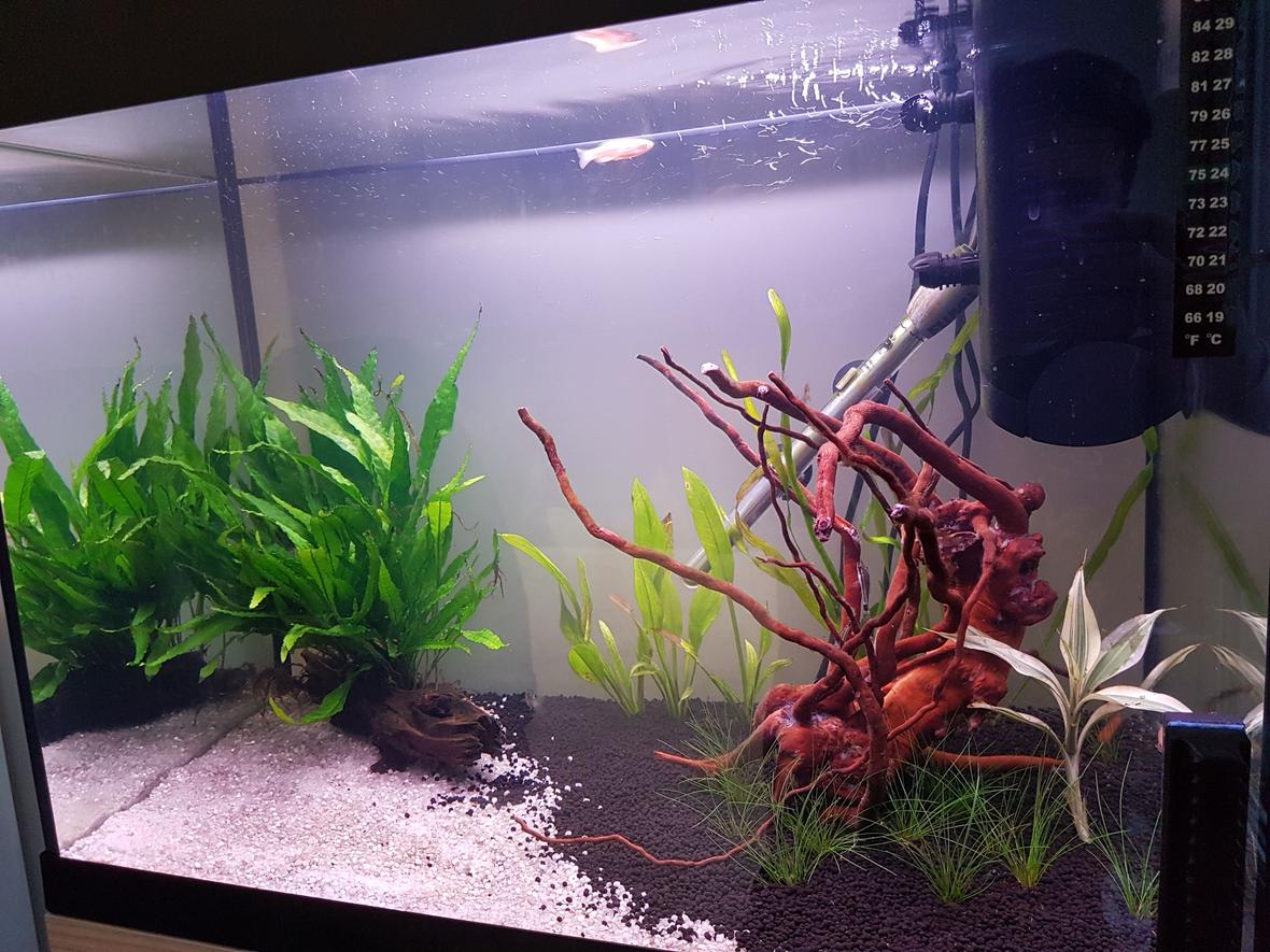 20 gallons freshwater fish tank (mostly fish and non-living decorations) - My new and first setup