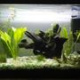 16 gallons freshwater fish tank (mostly fish and non-living decorations) - planted tank