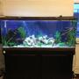 55 gallons freshwater fish tank (mostly fish and non-living decorations) - Work in progress cichlid tank