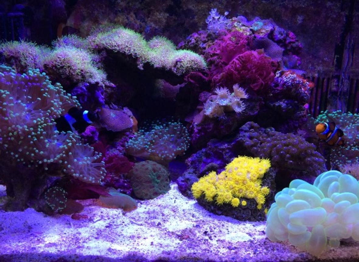 29 gallons reef tank (mostly live coral and fish) - Corals: (GreenTipFrogspawn-x3), (GreenStarPolyps), (Mushrooms:Green,Blue,Orange), (SunCoral), (DuncanCoral-x2), (PulsingXenia), (NeonGreenBubbleCoral), (Zoanthids-BlueBerryFields), (WarPaintFavia) Inverts: (RedEncrustedTubeWorms) Macro: (OrangeSpec.DragonsBreath)