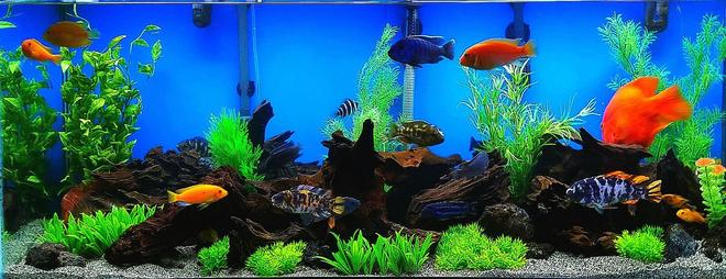 75 gallons freshwater fish tank (mostly fish and non-living decorations) - 75 Gal. Cichlid Tank