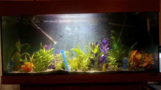 40 gallons planted tank (mostly live plants and fish) - My new project and hobby. Eventually will be all grass and colurful with more live plants.