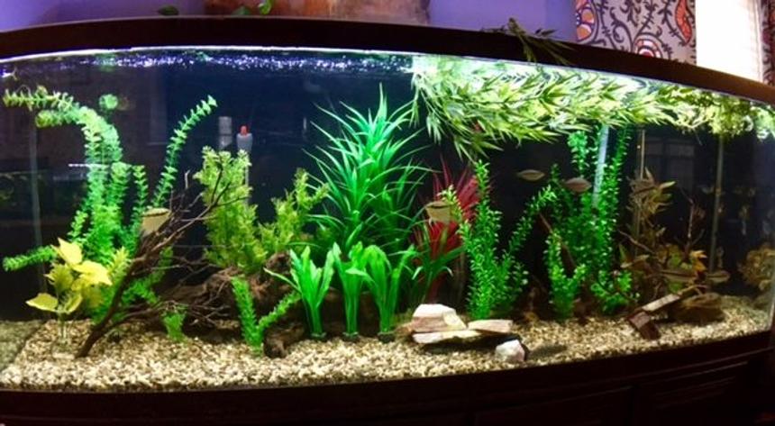 Rated #41: 150 Gallons Freshwater Fish Tank - my 150 Gallon. Tons of barbs, rainbow fish and cory's.