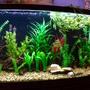 150 gallons freshwater fish tank (mostly fish and non-living decorations) - my 150 Gallon. Tons of barbs, rainbow fish and cory's.