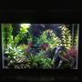 15 gallons freshwater fish tank (mostly fish and non-living decorations) - 15 gallon freshwater