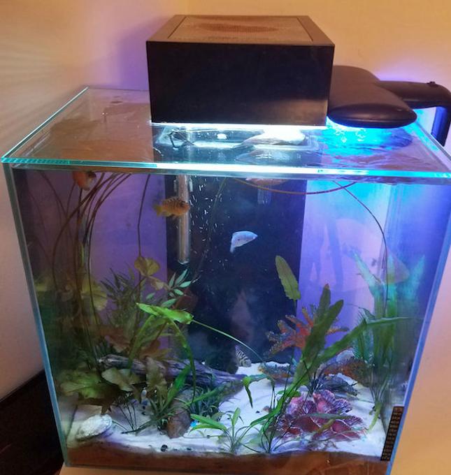 12 gallons planted tank (mostly live plants and fish) - Got this tank at the flea market for $10. I planted a bulb kit with onion, lily, and aponogoten. I did some trial and error with fish. and now i can't stop learning about tanks, fish and plants.