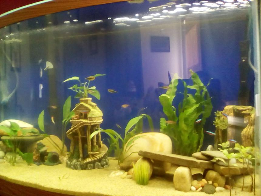 Rated #74: 46 Gallons Freshwater Fish Tank - 46gal Bowfront Tank