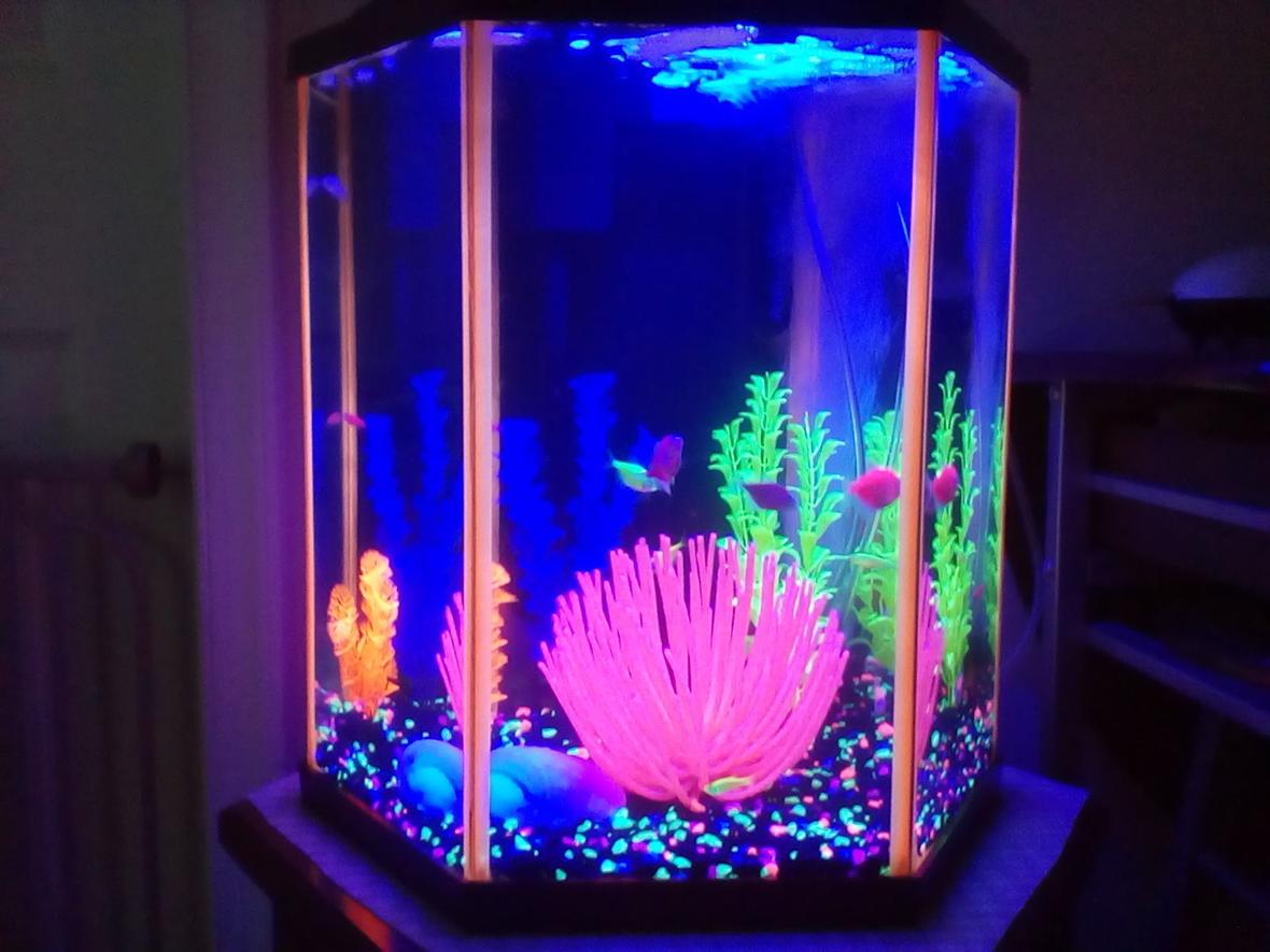 46 gallons freshwater fish tank (mostly fish and non-living decorations) - 8.8 Hexagon tank with 6 glo tetra, 4 glo danio,and 2 albino cory. All fake decor.