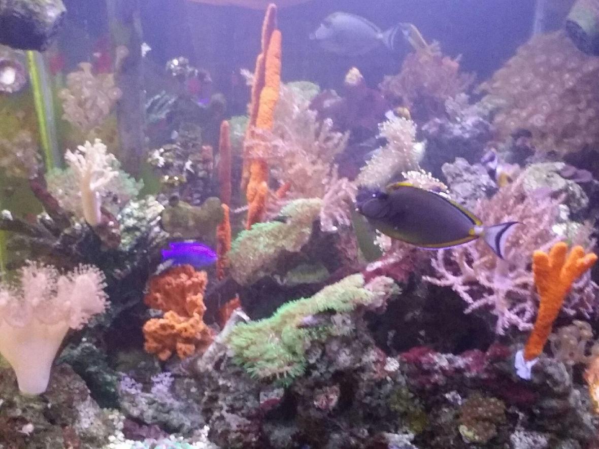 120 gallons reef tank (mostly live coral and fish) - Fish and corals