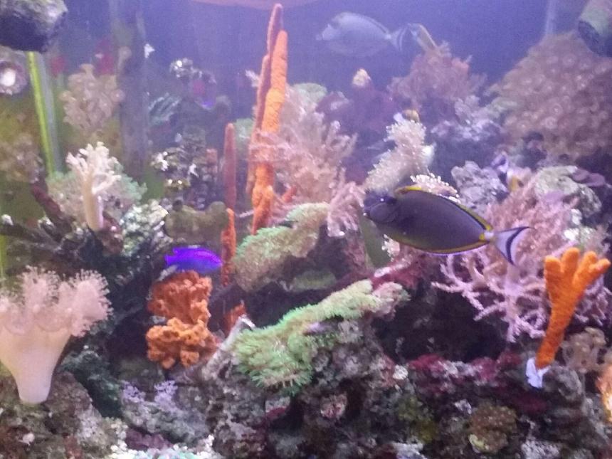 Rated #17: 120 Gallons Reef Tank - Fish and corals