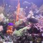 120 gallons reef tank (mostly live coral and fish) - Fish and corals