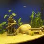 fish tank picture - Different angles...