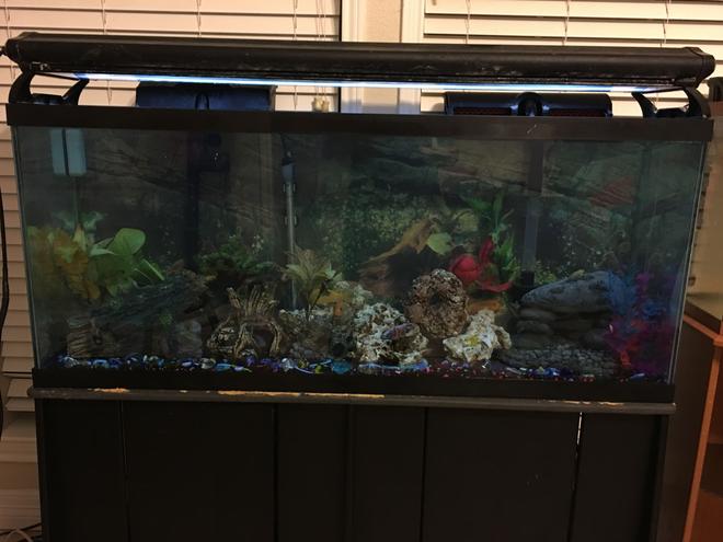 50 gallons freshwater fish tank (mostly fish and non-living decorations) - My Adult cichlid tank.