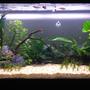 32 gallons planted tank (mostly live plants and fish) - New tank. 1 month old