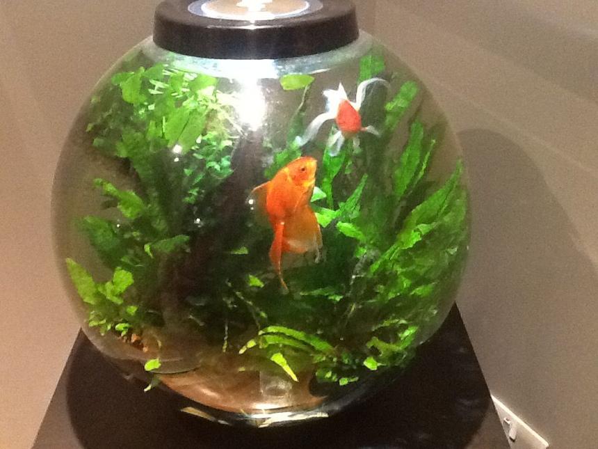 Rated #91: 15 Gallons Freshwater Fish Tank - Biorb 60 drilled through bottom to fluval 106 canister filter, inline heater, LED intelligent lighting. Java ferns, various anubias. Two fantail goldfish, Tiny Bristlenose plec.