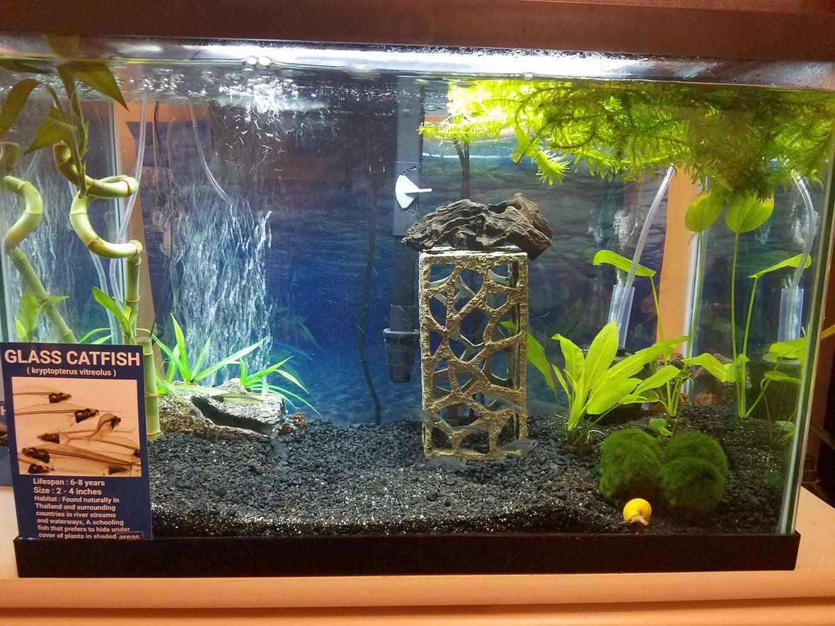 20 gallons freshwater fish tank (mostly fish and non-living decorations) - 20 gal 10 glass cats and 10 ghost shrimp, 1 gold inca snail, 1 bristlenose pleco very small. 6 marimo moss balls, 2 amazon swords, 1 anubias small, 2 bamboo 1 big 1 small, many bunches of elodea waterweed free floating man.