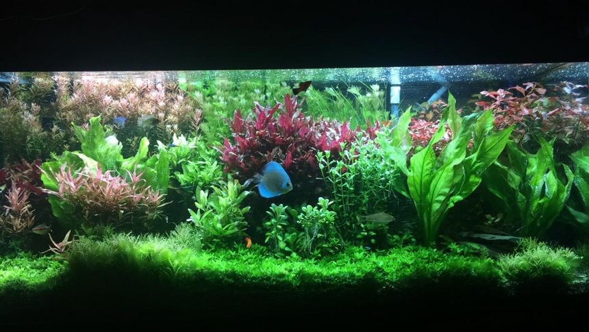 Rated #2: 75 Gallons Planted Tank - Planted 75
