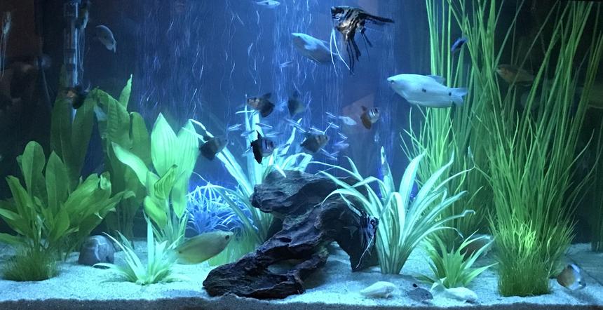 Rated #48: 29 Gallons Freshwater Fish Tank - Blue led lighting.