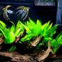 fish tank picture - 29 gallon planted tank with cory cats, fee guppies,neon tetras, 2 angelfish and a german ram