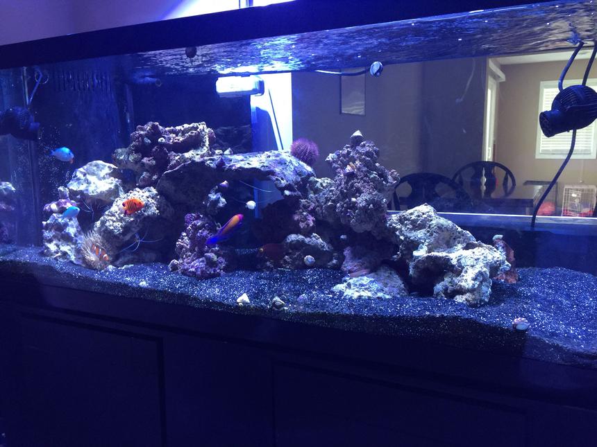 Rated #4: 75 Gallons Saltwater Fish Tank - 75 gal FOWLR tank