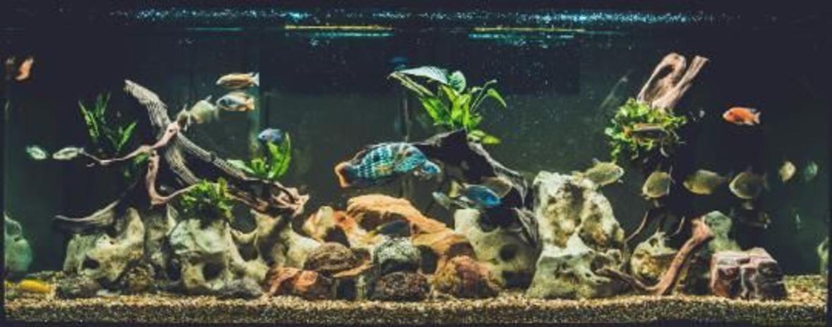 120 gallons freshwater fish tank (mostly fish and non-living decorations) - 120 gallon