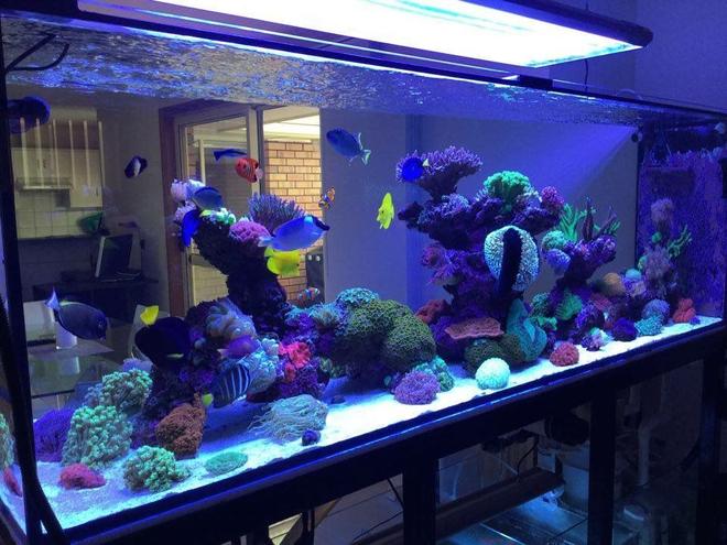 400 gallons reef tank (mostly live coral and fish) - 400g mixed reef