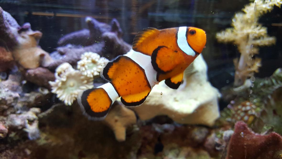 saltwater fish stocking in 80 gallons tank - My clown:)