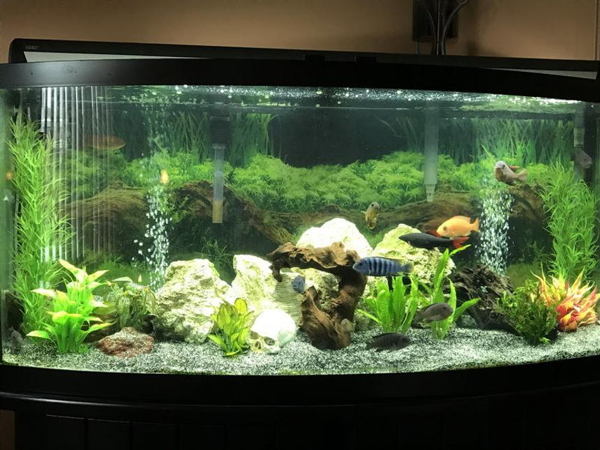 Rated #63: 60 Gallons Freshwater Fish Tank - My 60 gallons tank,with African Cichild