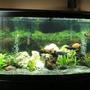 60 gallons freshwater fish tank (mostly fish and non-living decorations) - My 60 gallons tank,with African Cichild